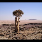Wild Photo: Kokerboom, Namibia's Icon Tree